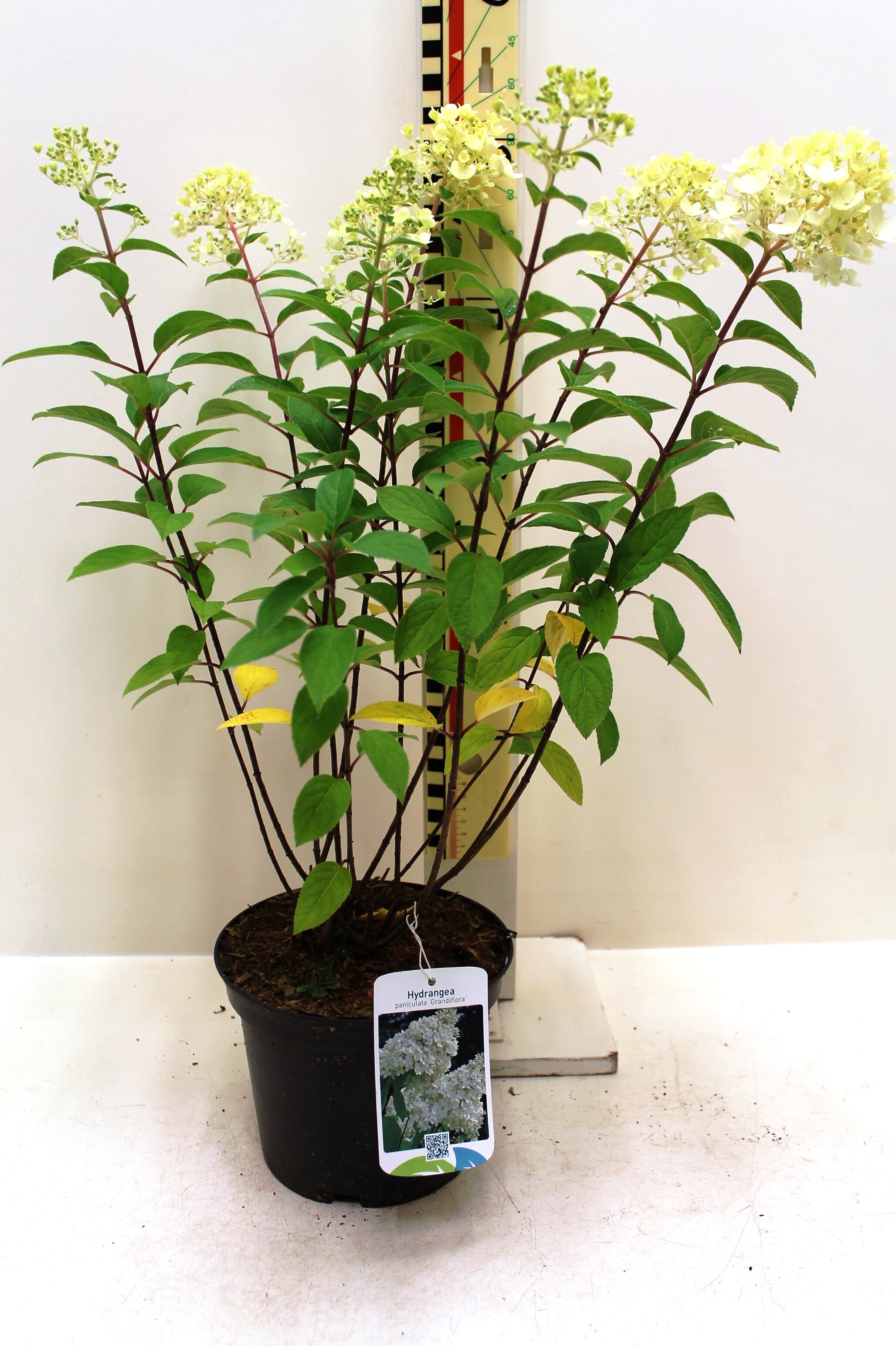 Hydrangea paniculata 'Grandiflora' c3 (2)
